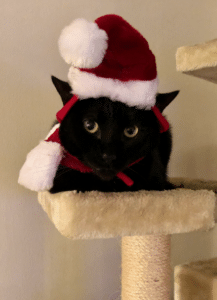 holidays relationship with food Cat santa hat